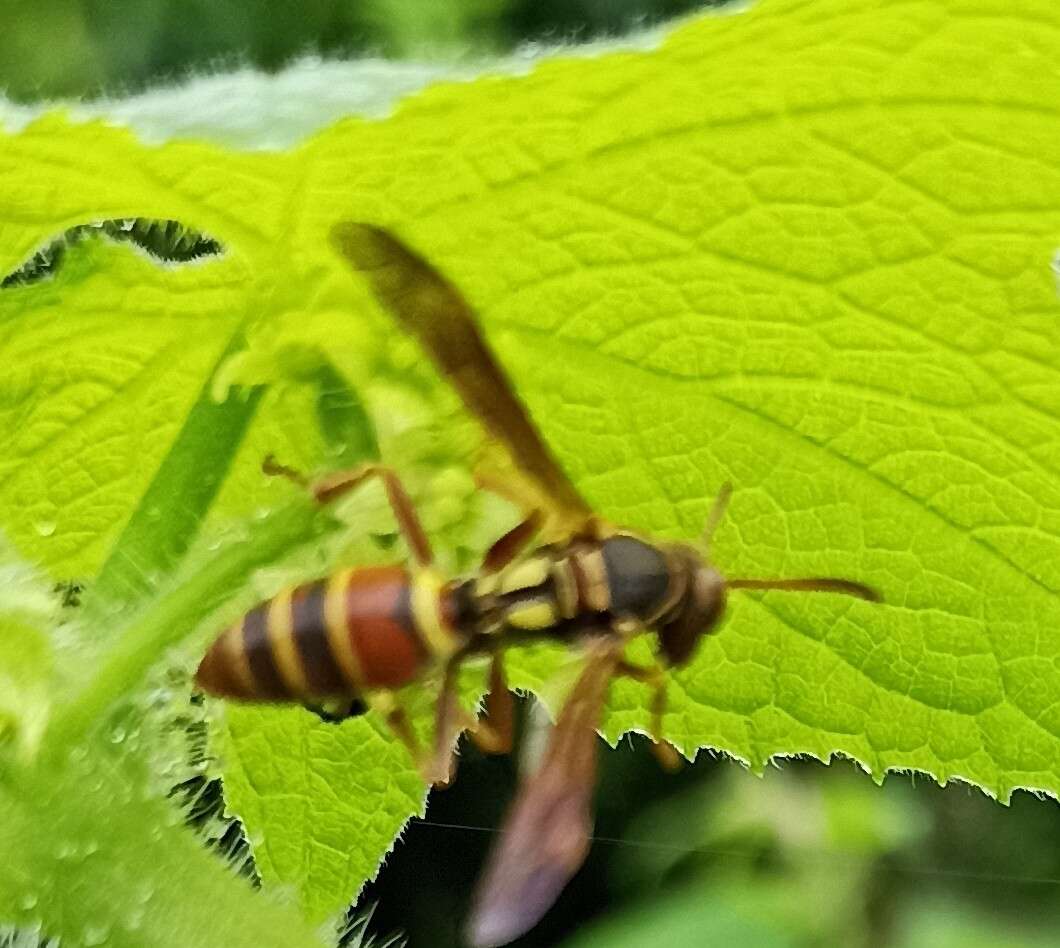 Image de Knemodynerus multimaculatus Gusenleitner 2006