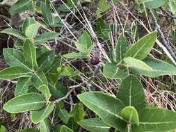 Image of Ficus opposita Miq.