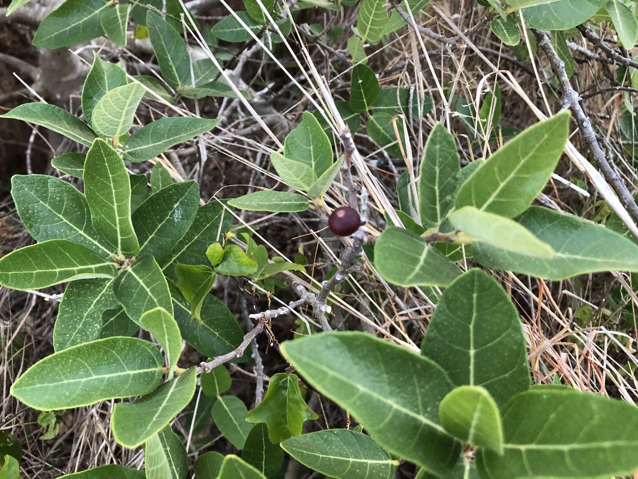 Image of Sweet Sandpaper Fig