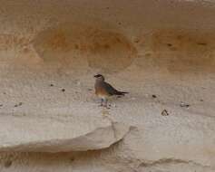 Image of Madagascan Pratincole