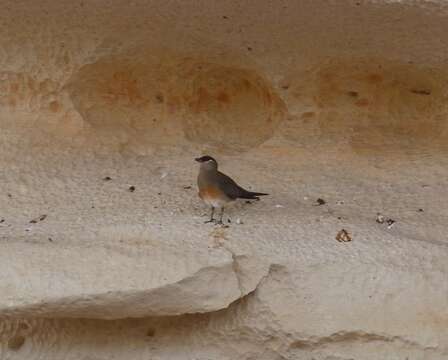 Image of Madagascan Pratincole