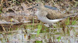 Image of Solitary Sandpiper