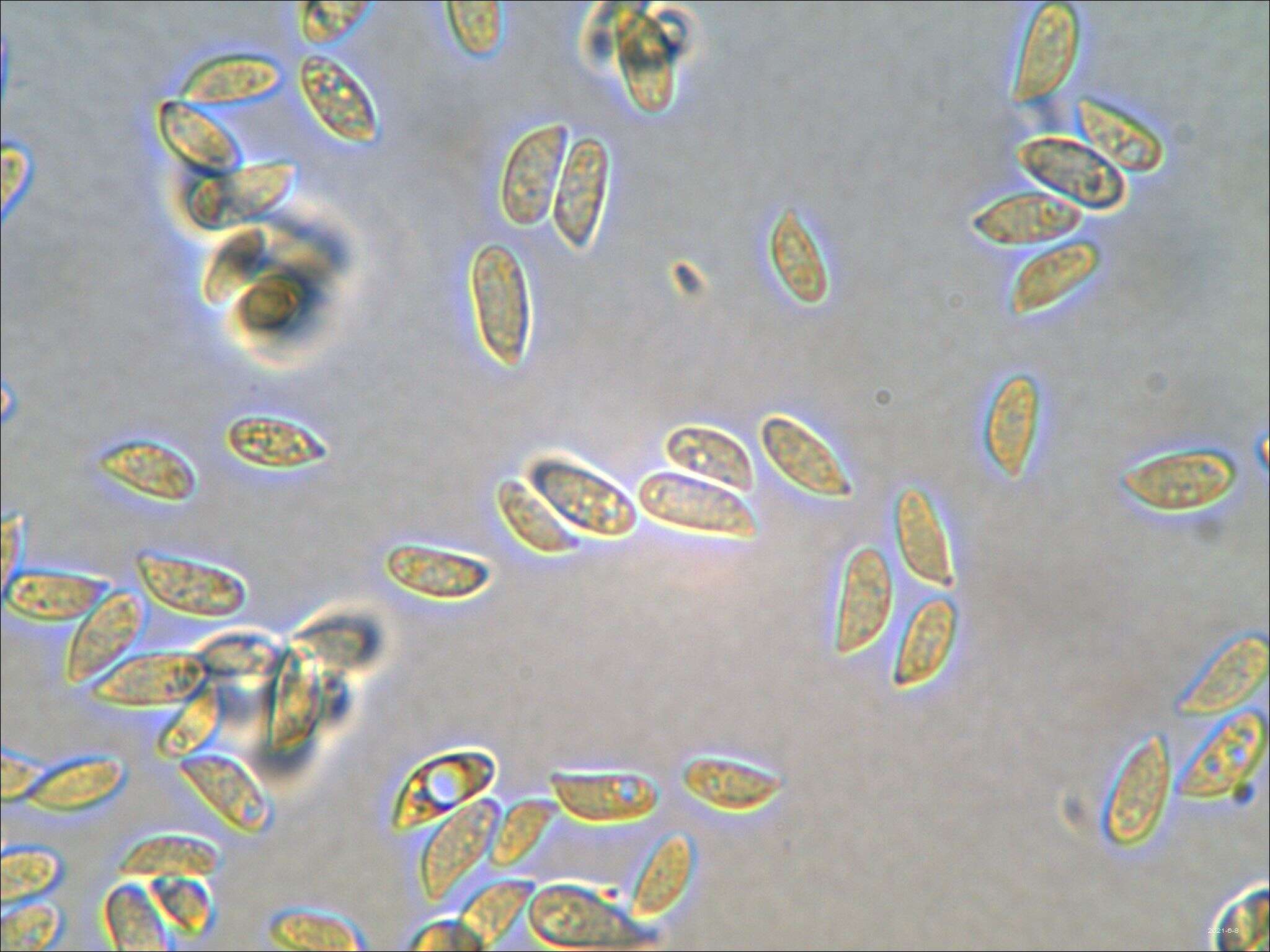 Gymnopus semihirtipes (Peck) Halling 1997 resmi