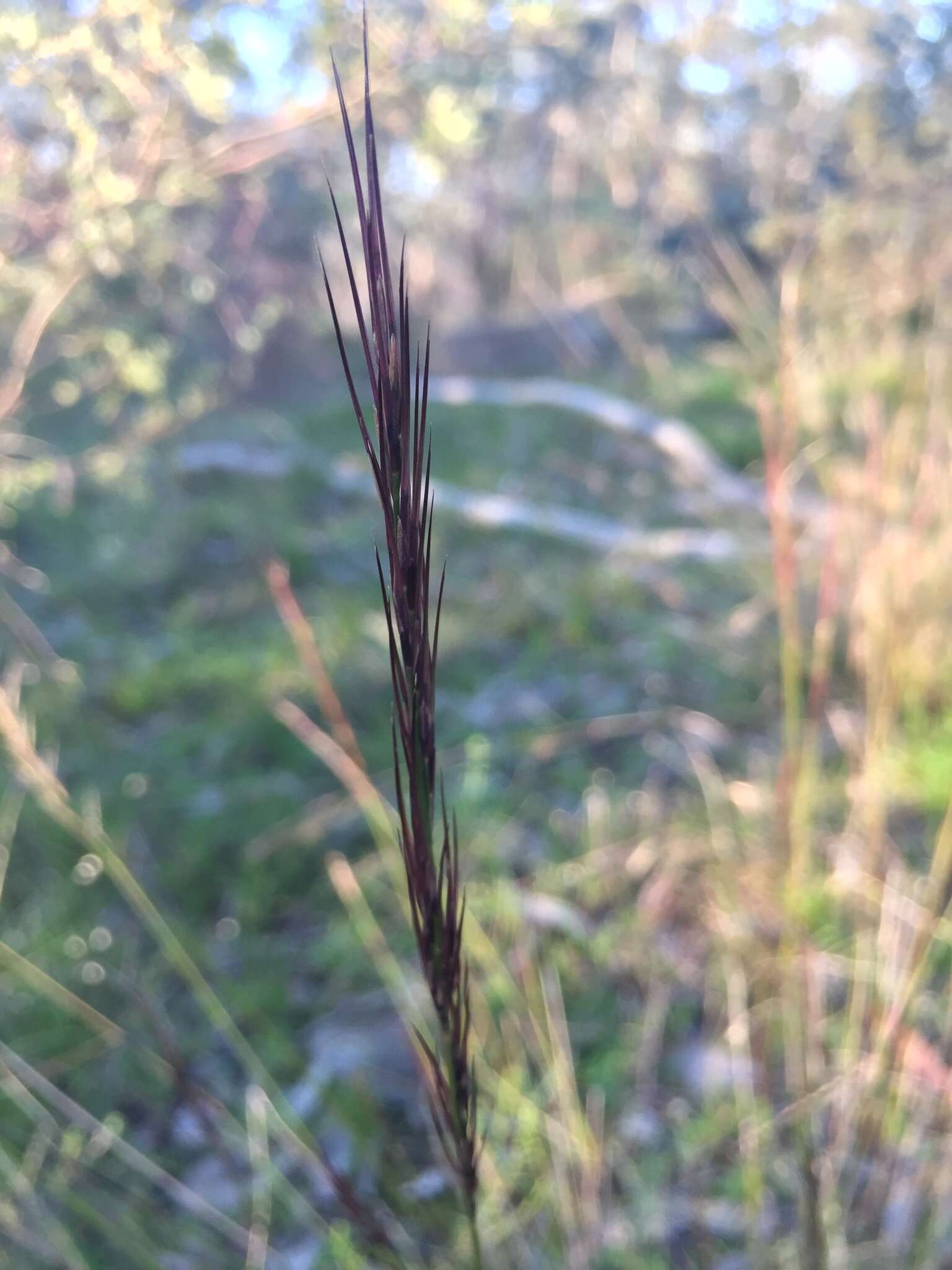 Image of Aristida ramosa R. Br.