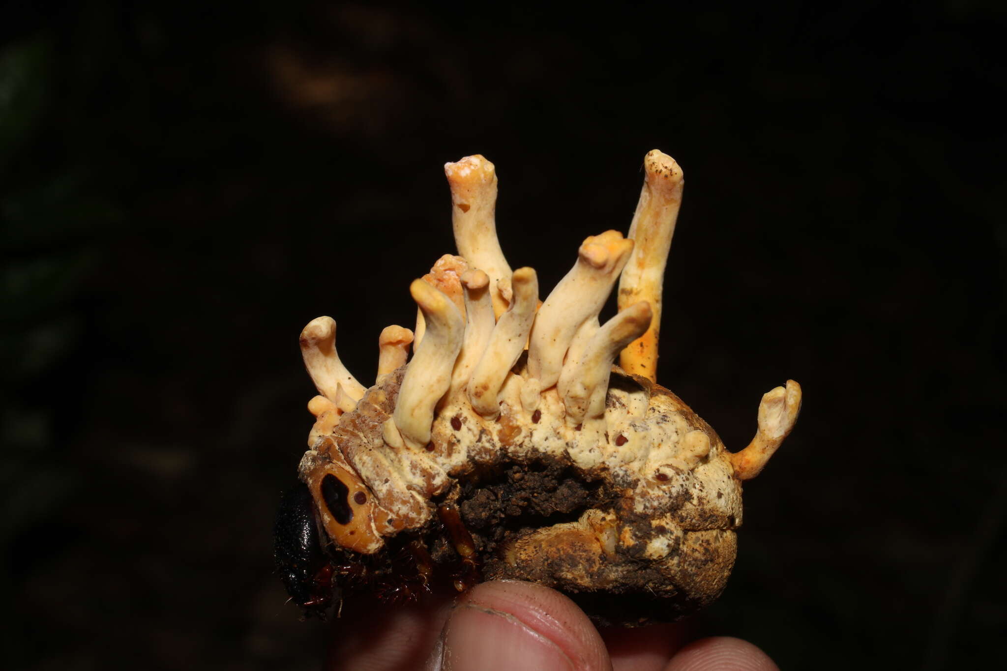 Image of Ophiocordyceps melolonthae (Tul. & C. Tul.) G. H. Sung, J. M. Sung, Hywel-Jones & Spatafora 2007