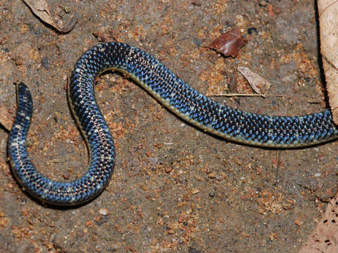 Image of Variable Reed Snake