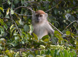 Macaca fascicularis fascicularis (Raffles 1821) resmi