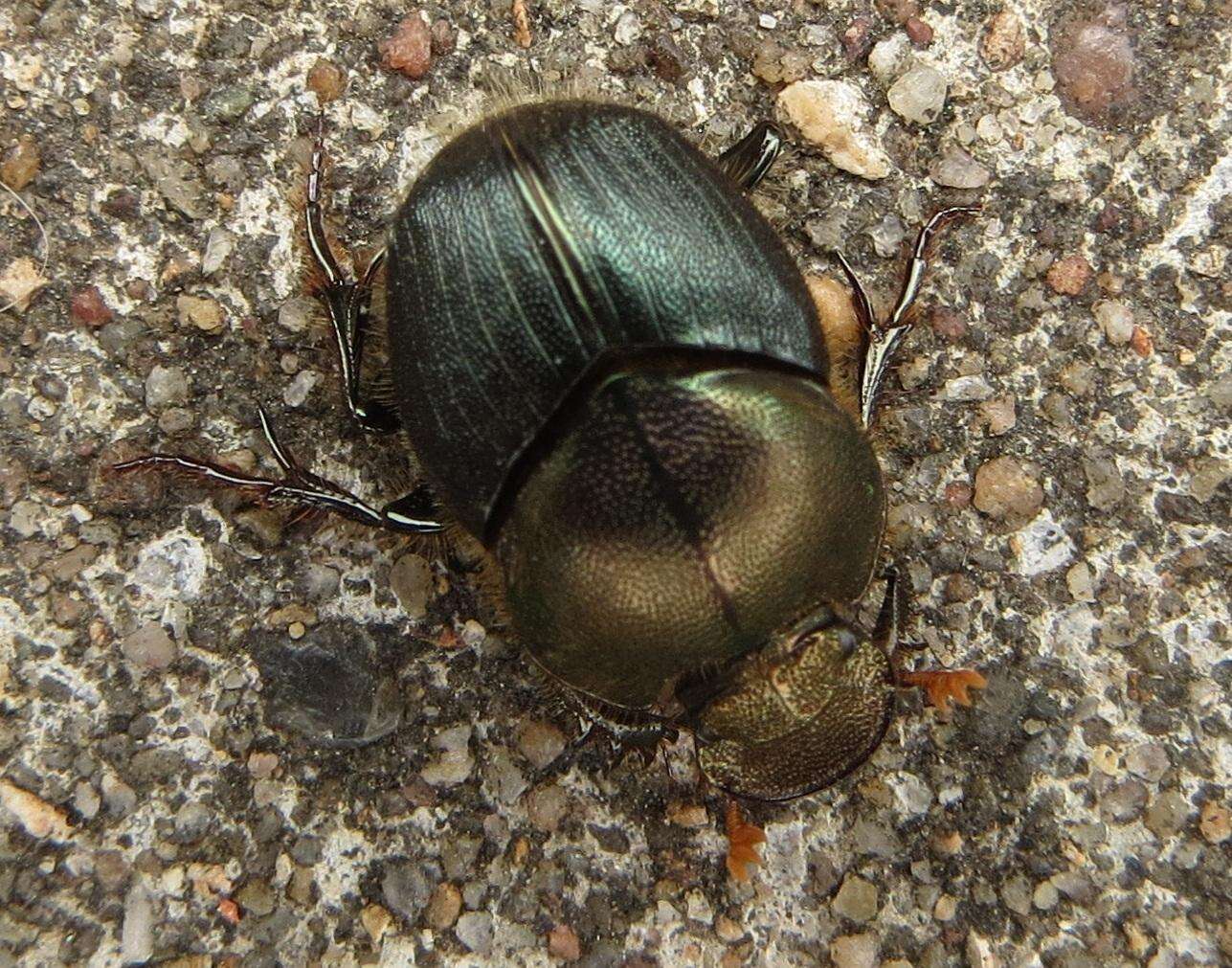 Image of Proagoderus aureiceps (D' Orbigny 1902)