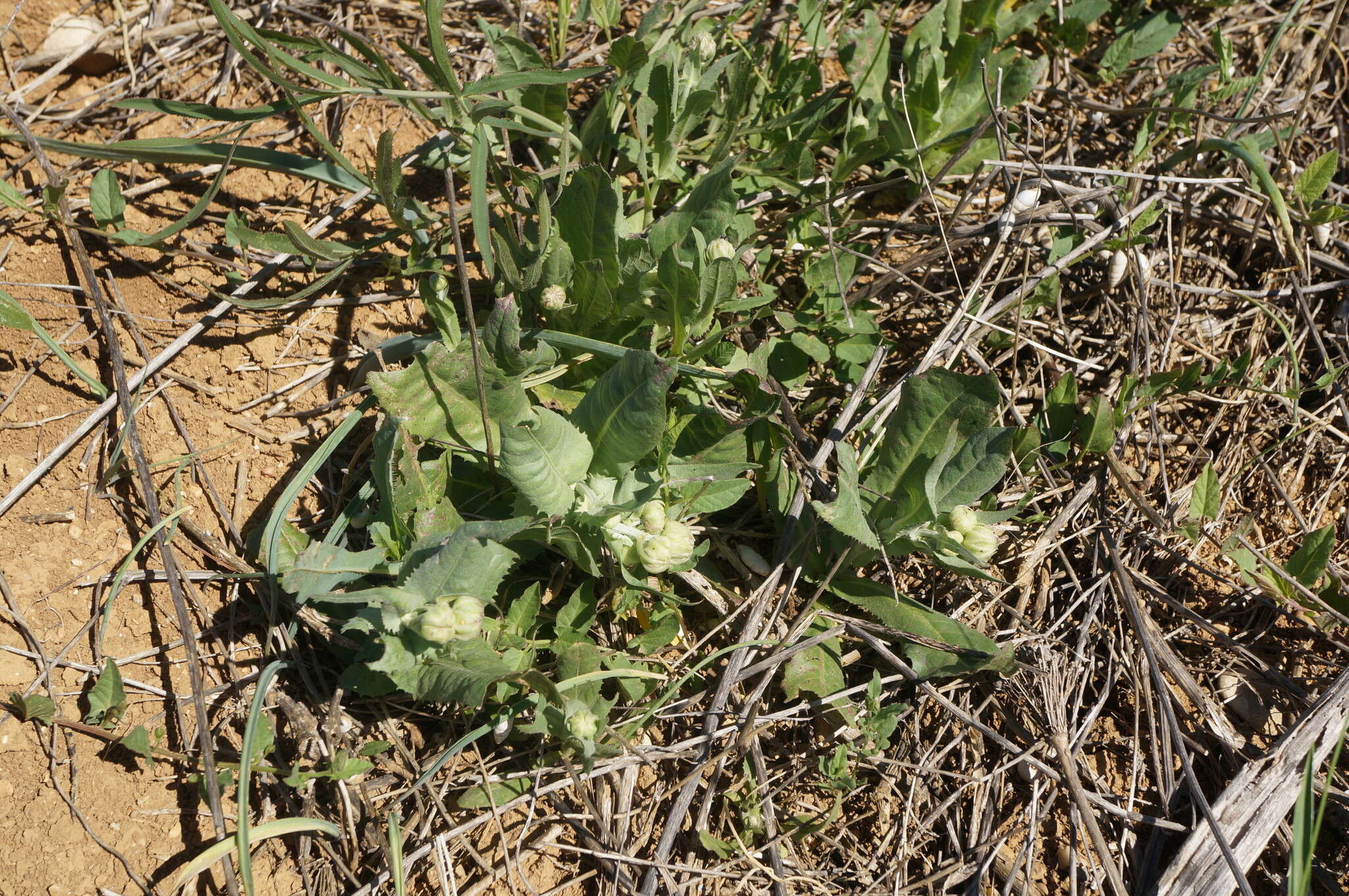 Image of Crepis alpina L.