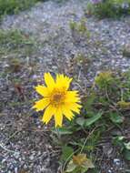 Arnica angustifolia subsp. alpina (L.) I. K. Ferguson的圖片