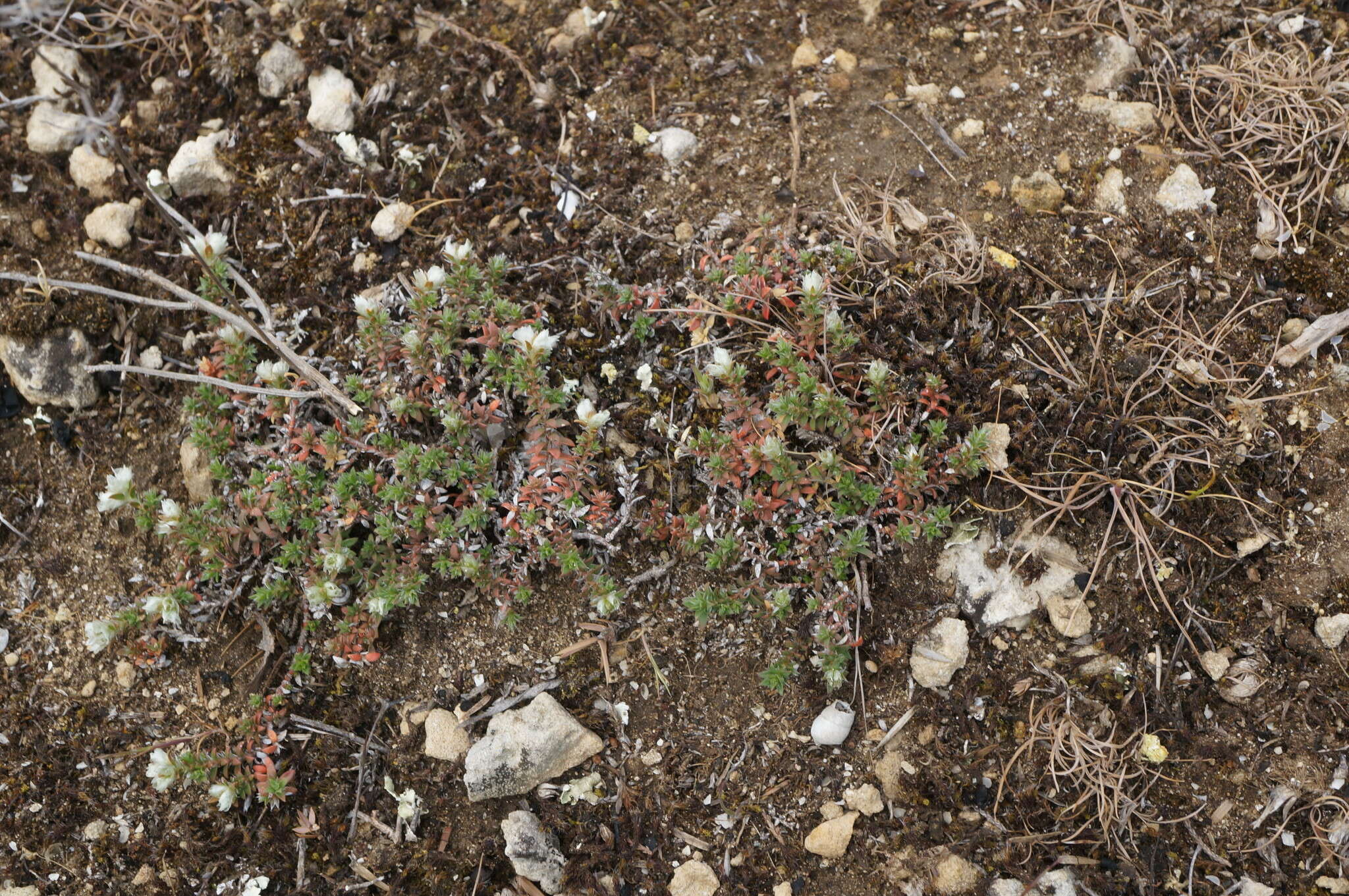 Imagem de Paronychia cephalotes (M. Bieb.) Besser