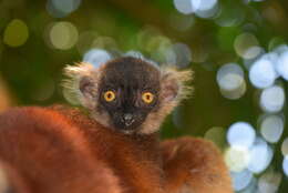 Image of Black Lemur