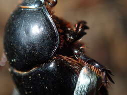 Image of Adoryphorus couloni (Burmeister 1847)