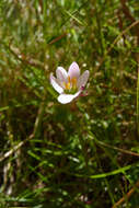 Imagem de Zephyranthes minima Herb.