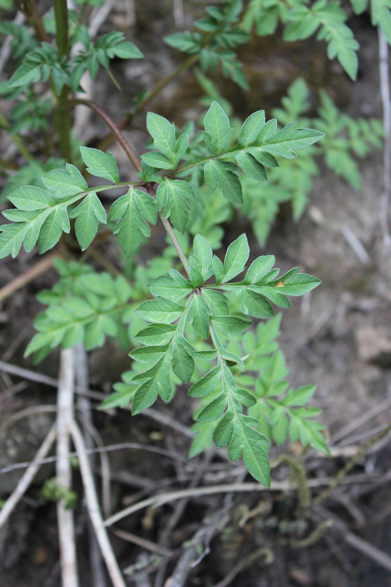 Image of Dahlia merckii Lehm.