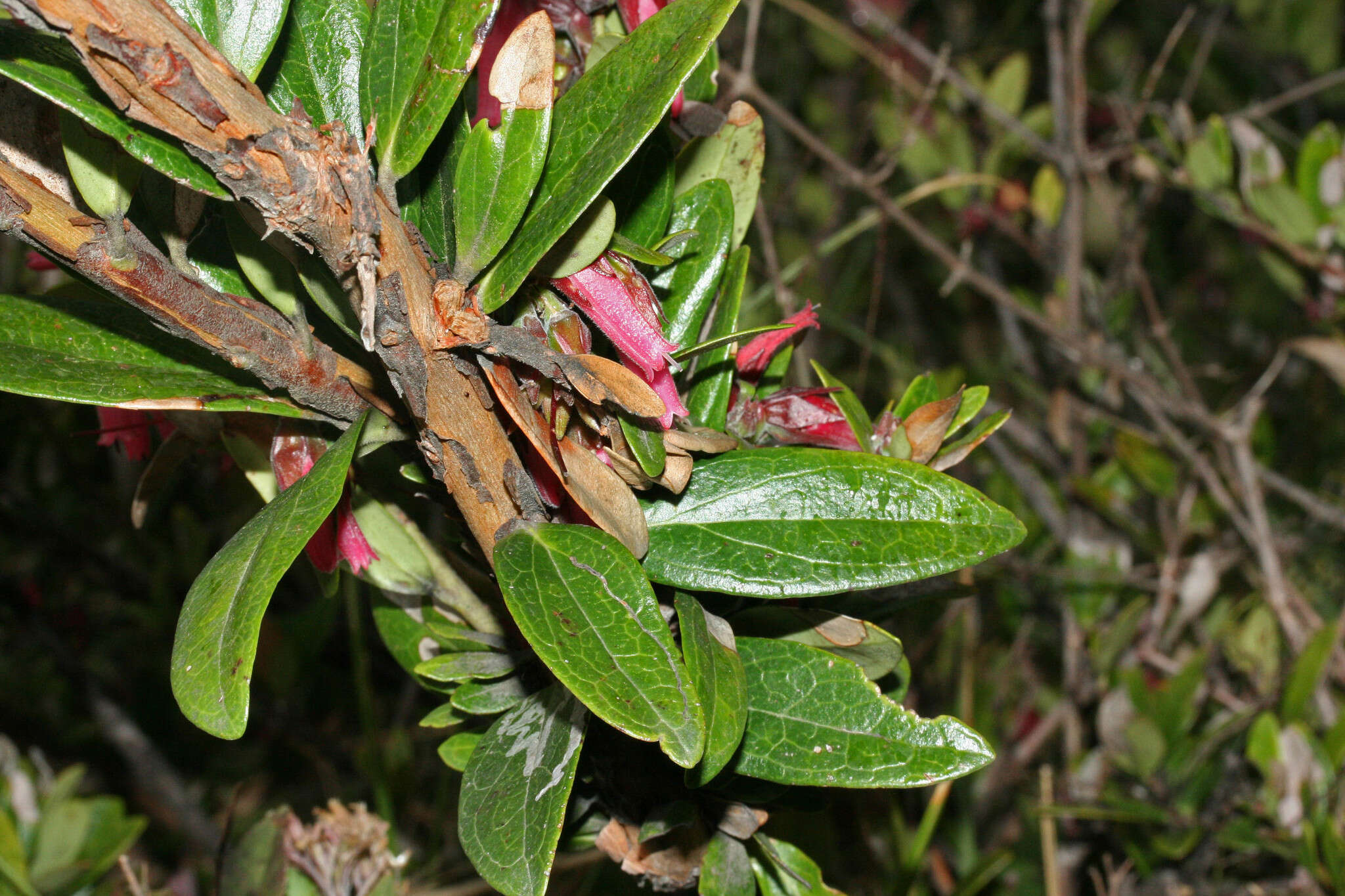 Image of Macleania salapa (Benth.) Benth. & Hook. fil.