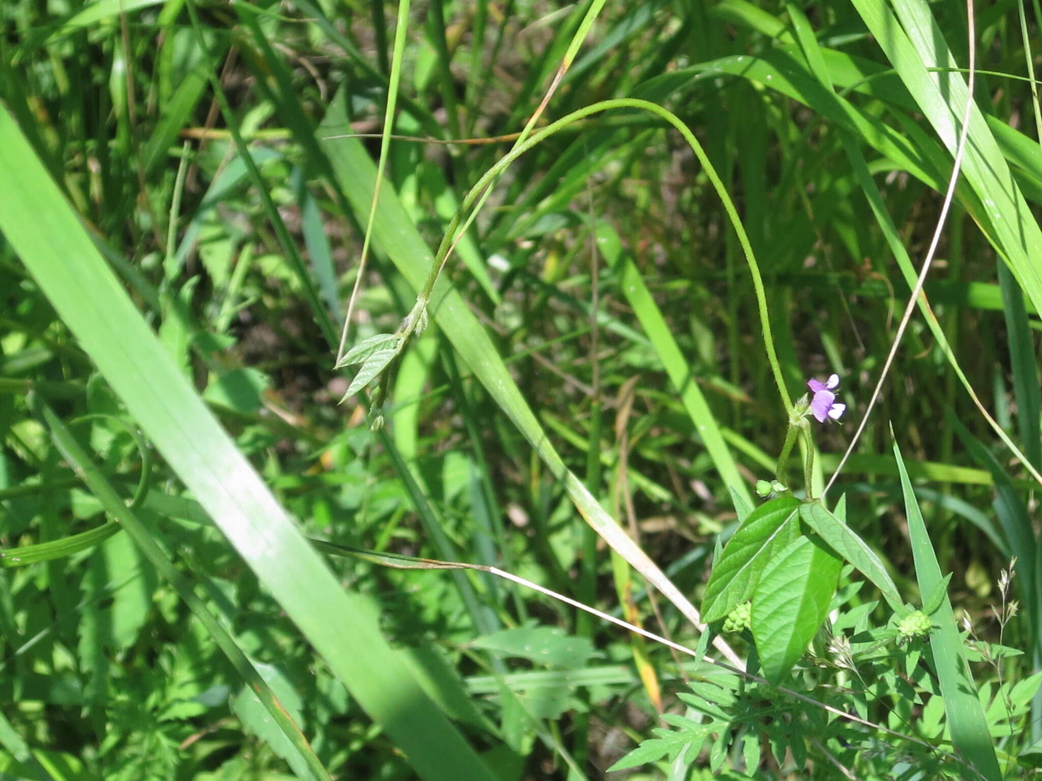 Image of Glycine max subsp. soja (Siebold & Zucc.) H. Ohashi