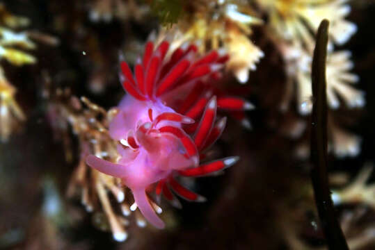 Coryphellina poenicia (Burn 1957) resmi