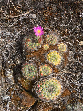 Image of Mammillaria deherdtiana subsp. dodsonii (Bravo) D. R. Hunt