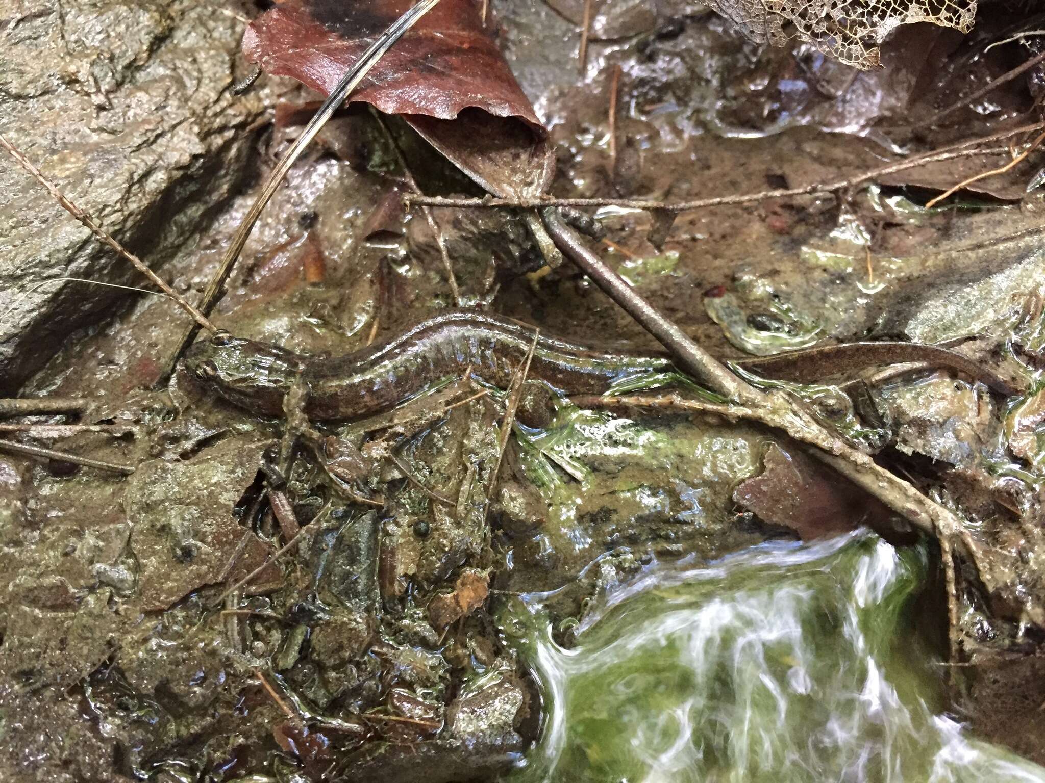 Image of Dusky Salamander