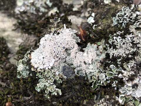 Image of Cow pie lichen