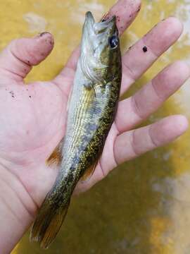 Image of Cahaba bass