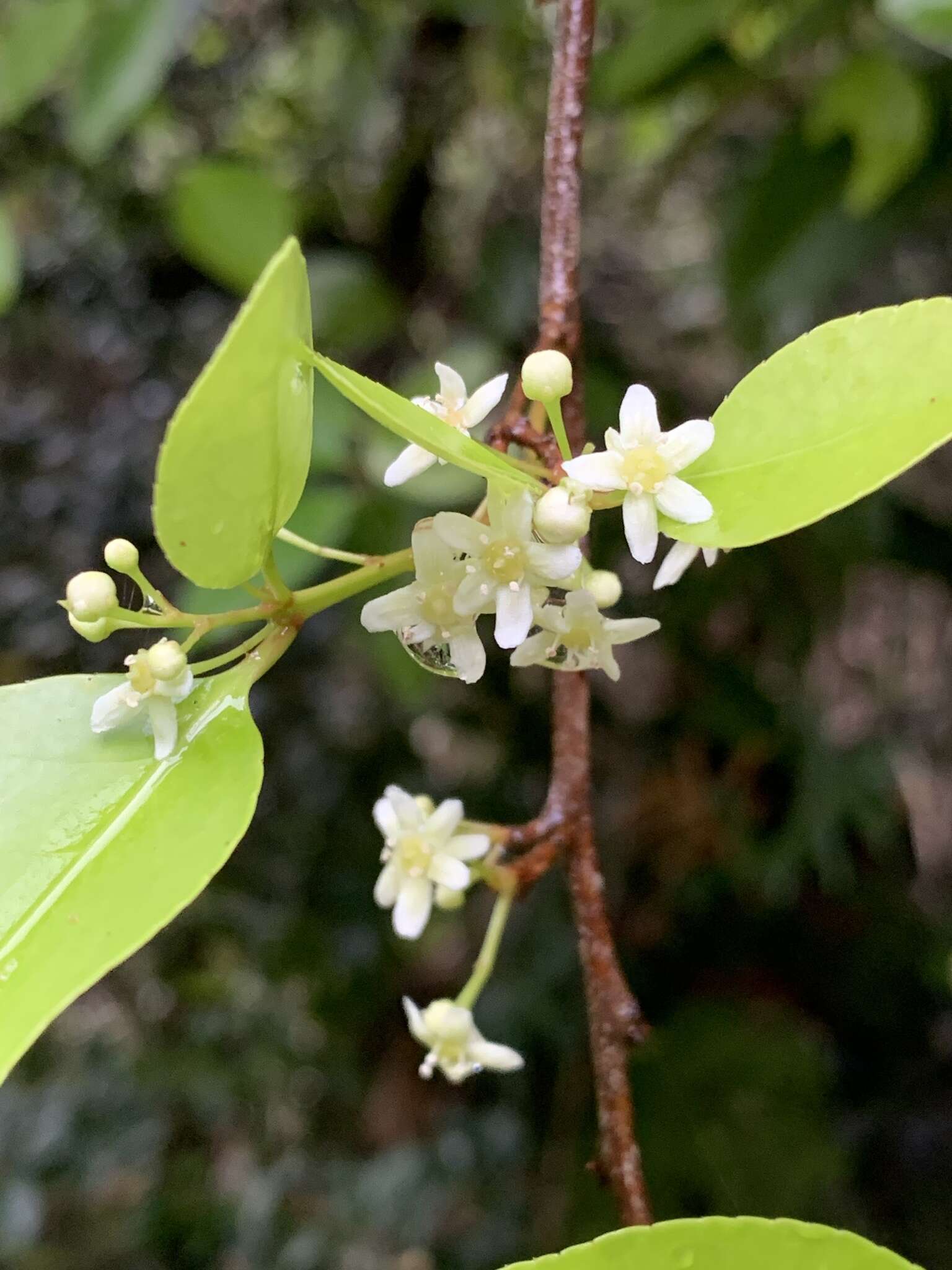 Image of Thompson's gymnosporia