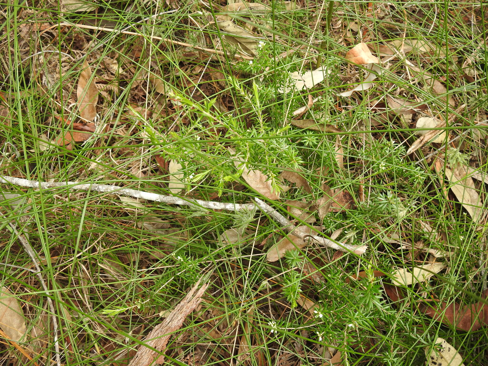 Image of Leucopogon leptospermoides R. Br.