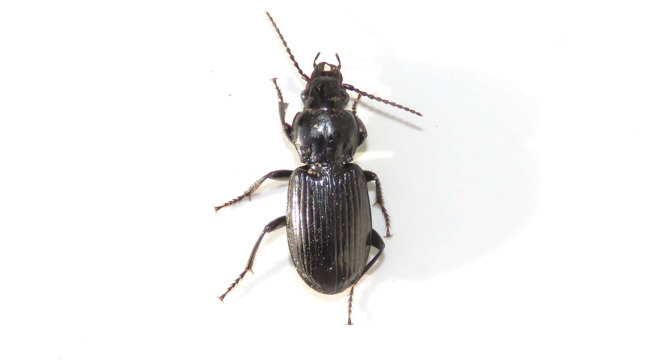 Image of Pterostichus (Melanius) corvinus (Dejean 1828)