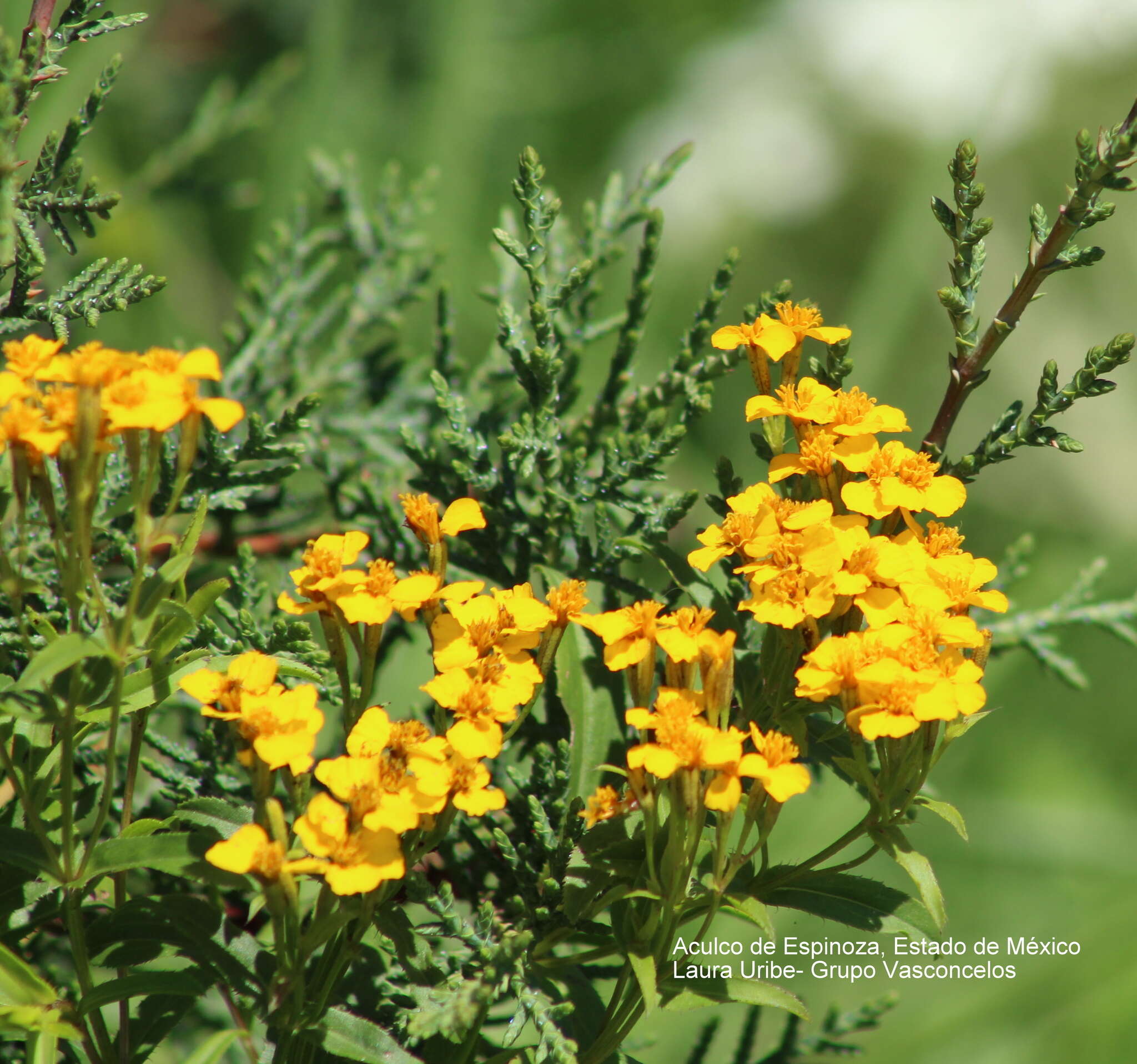 Image de Tagetes lucida Cav.