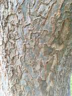 Image of Chinese elm