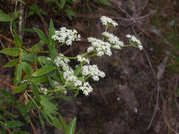 Scandia rosifolia (Hook.) J. W. Dawson resmi