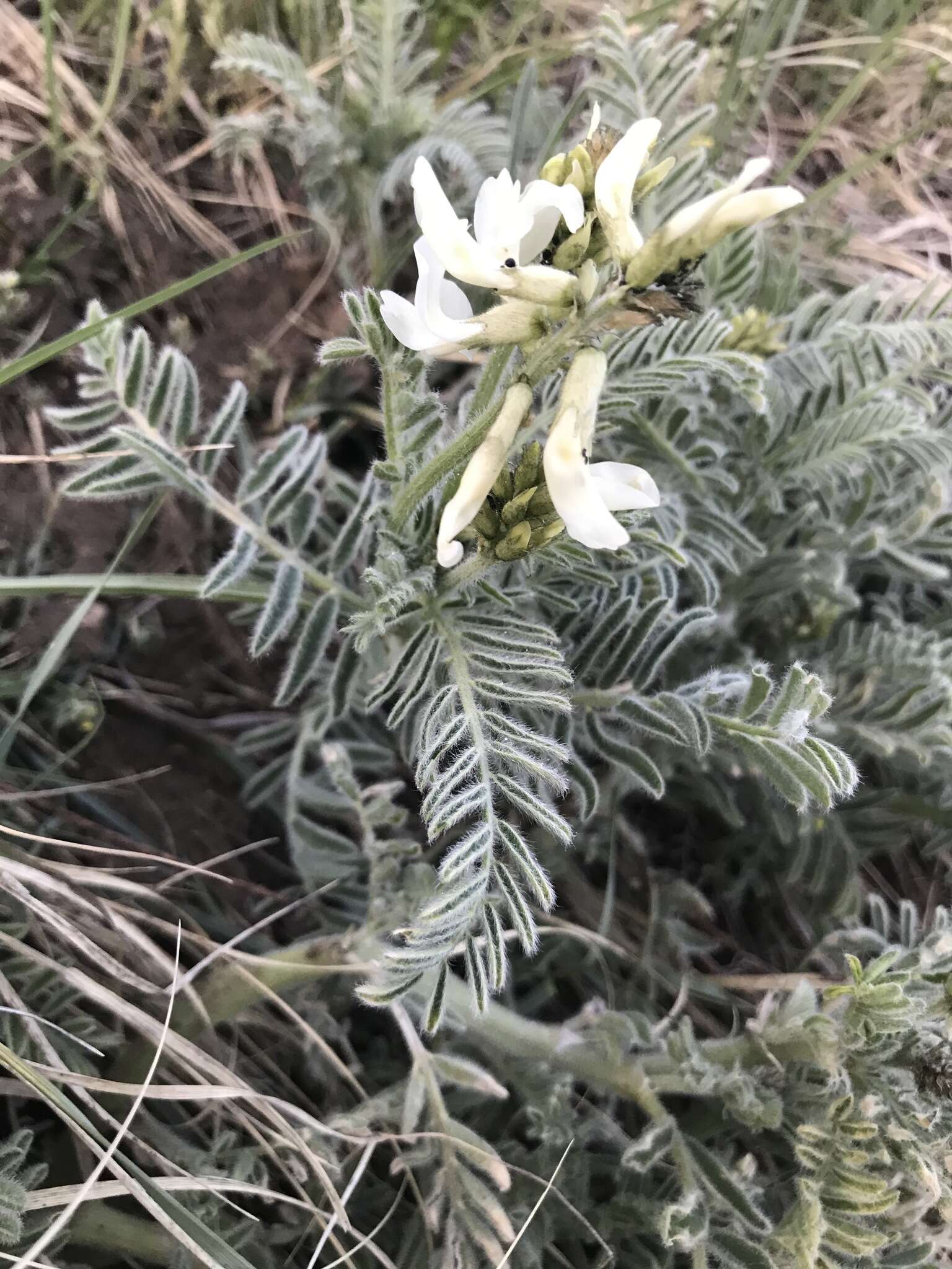 Imagem de Astragalus drummondii Dougl.