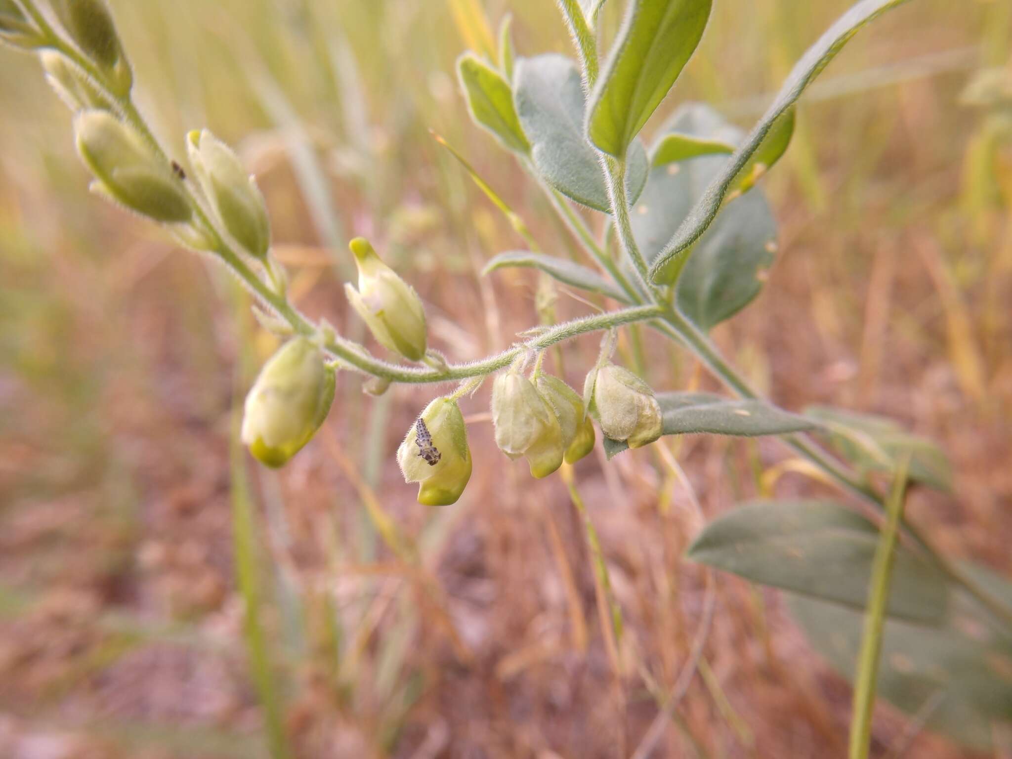 Image of eggleaf milkwort