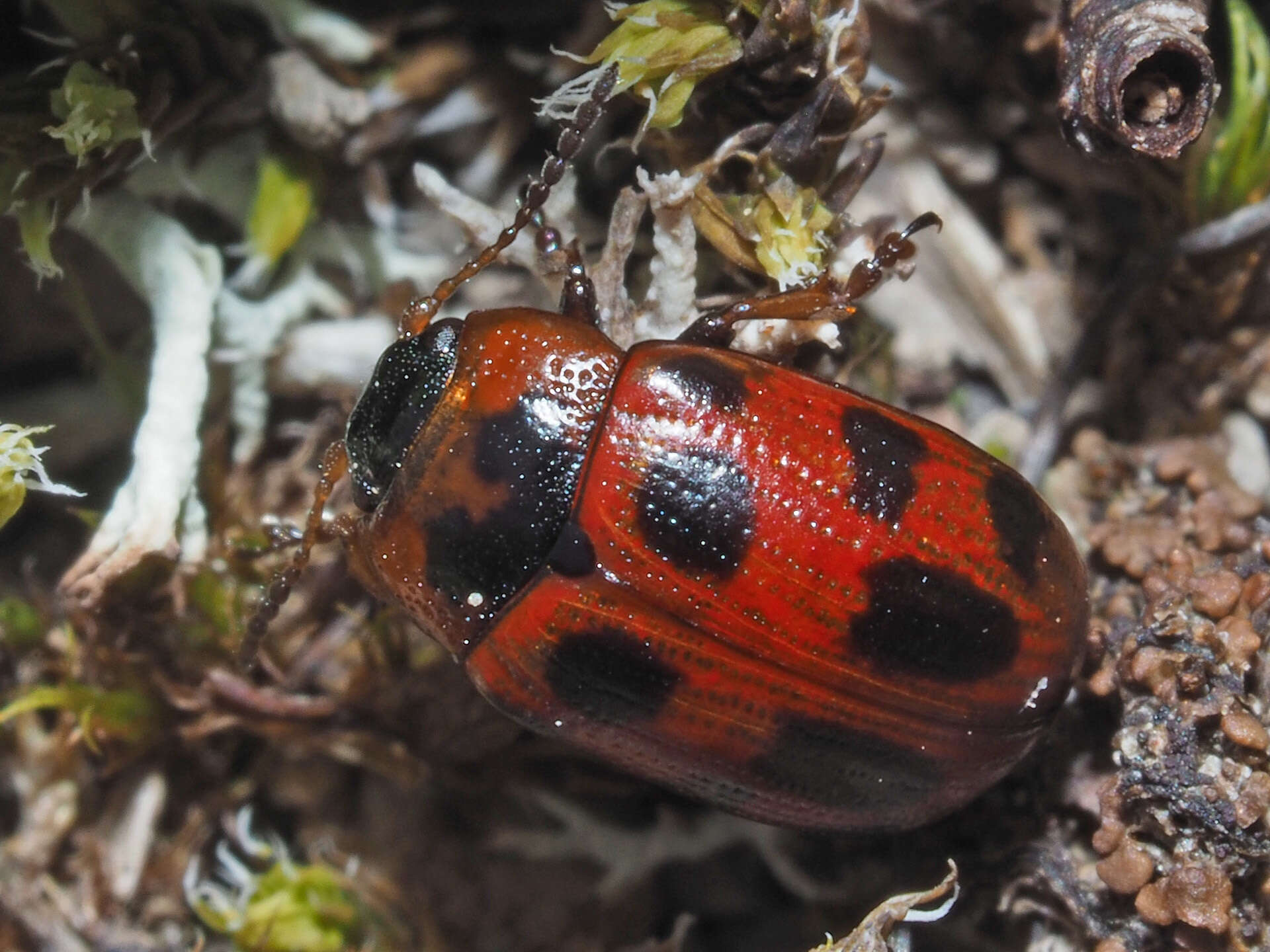 Image of Gonioctena linnaeana (Schrank 1781)