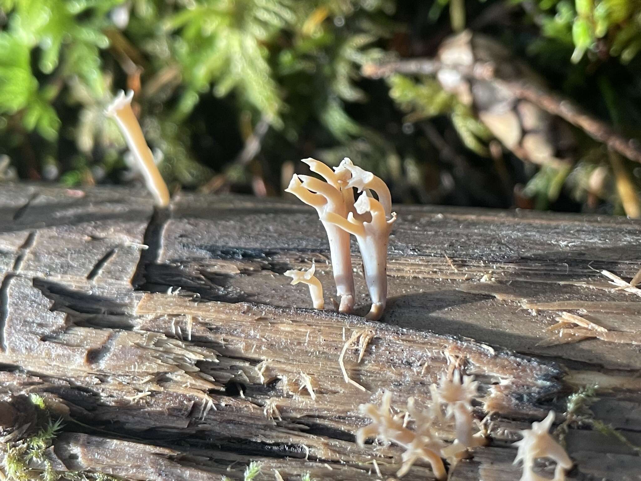 Image of Artomyces cristatus (Kauffman) Jülich 1982