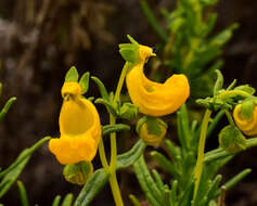 Image of Calceolaria hypericina Poepp. ex Benth.