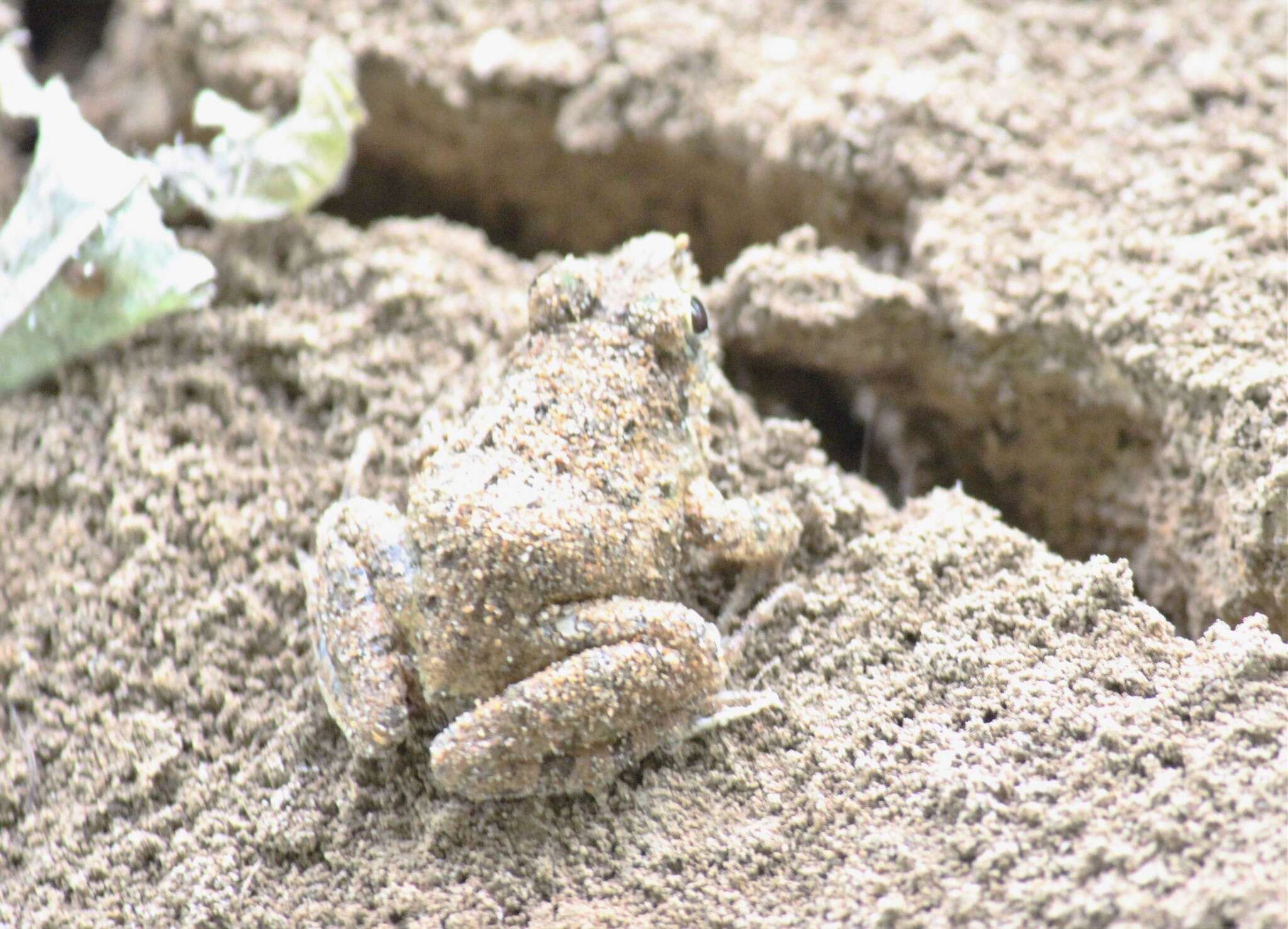 Image of Round-tongued Floating Frog