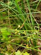 Imagem de Juncus coriaceus Mackenzie