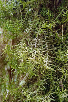 Image of Dendromastigophora flagellifera (Hook.) R. M. Schust.