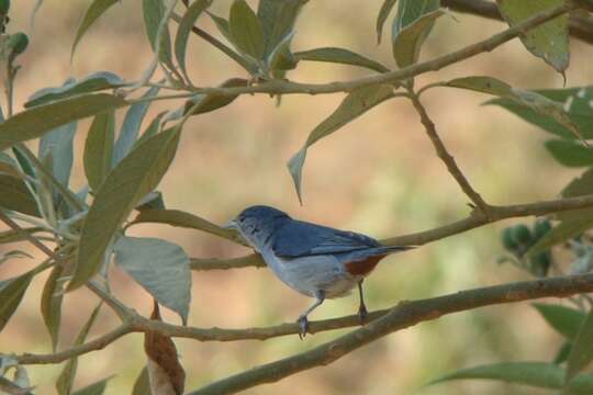 Image of Chestnut-vented Conebill