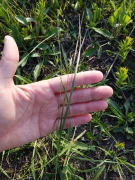 Imagem de Stipa spartea Trin.