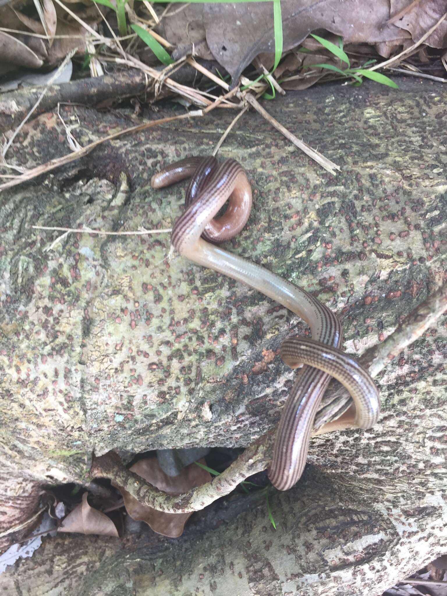 Sivun Ramphotyphlops lineatus (Schlegel 1839) kuva