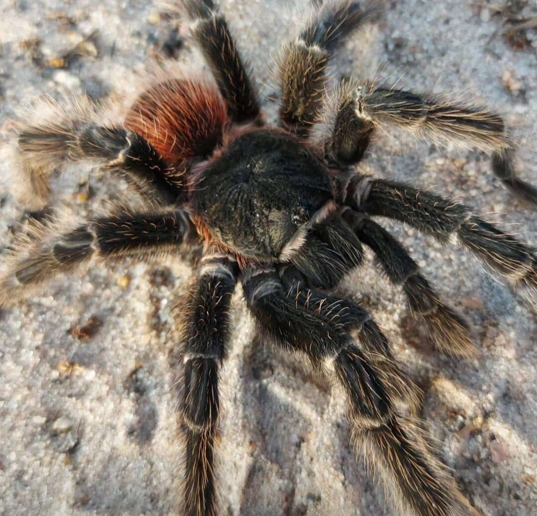 Image of Bahia Scarlet Tarantula