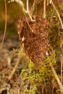 Image of Manataria maculata Hopffer 1874