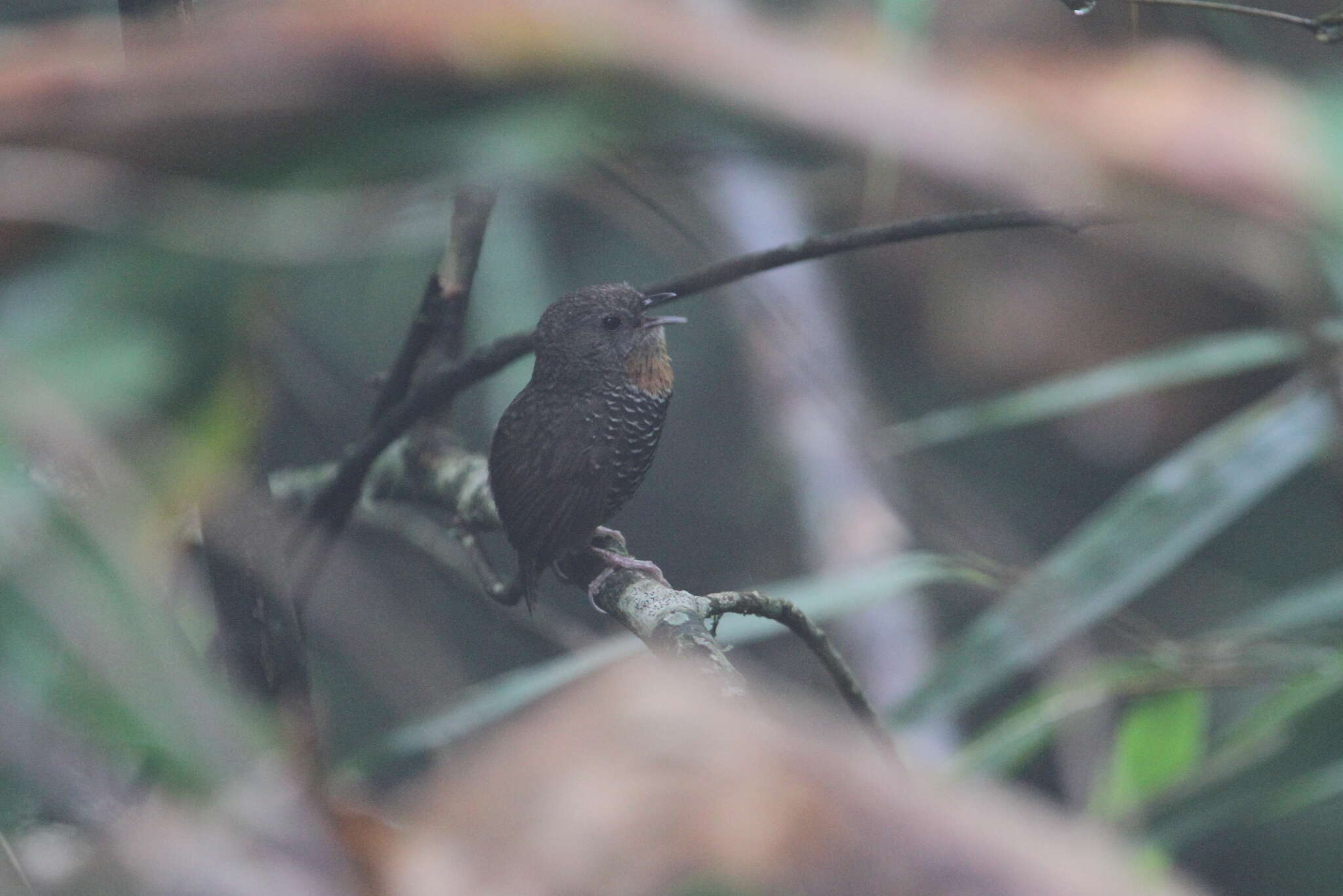 Image of Mishmi Wren-babbler