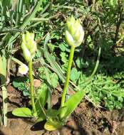 Слика од Ornithogalum thyrsoides Jacq.