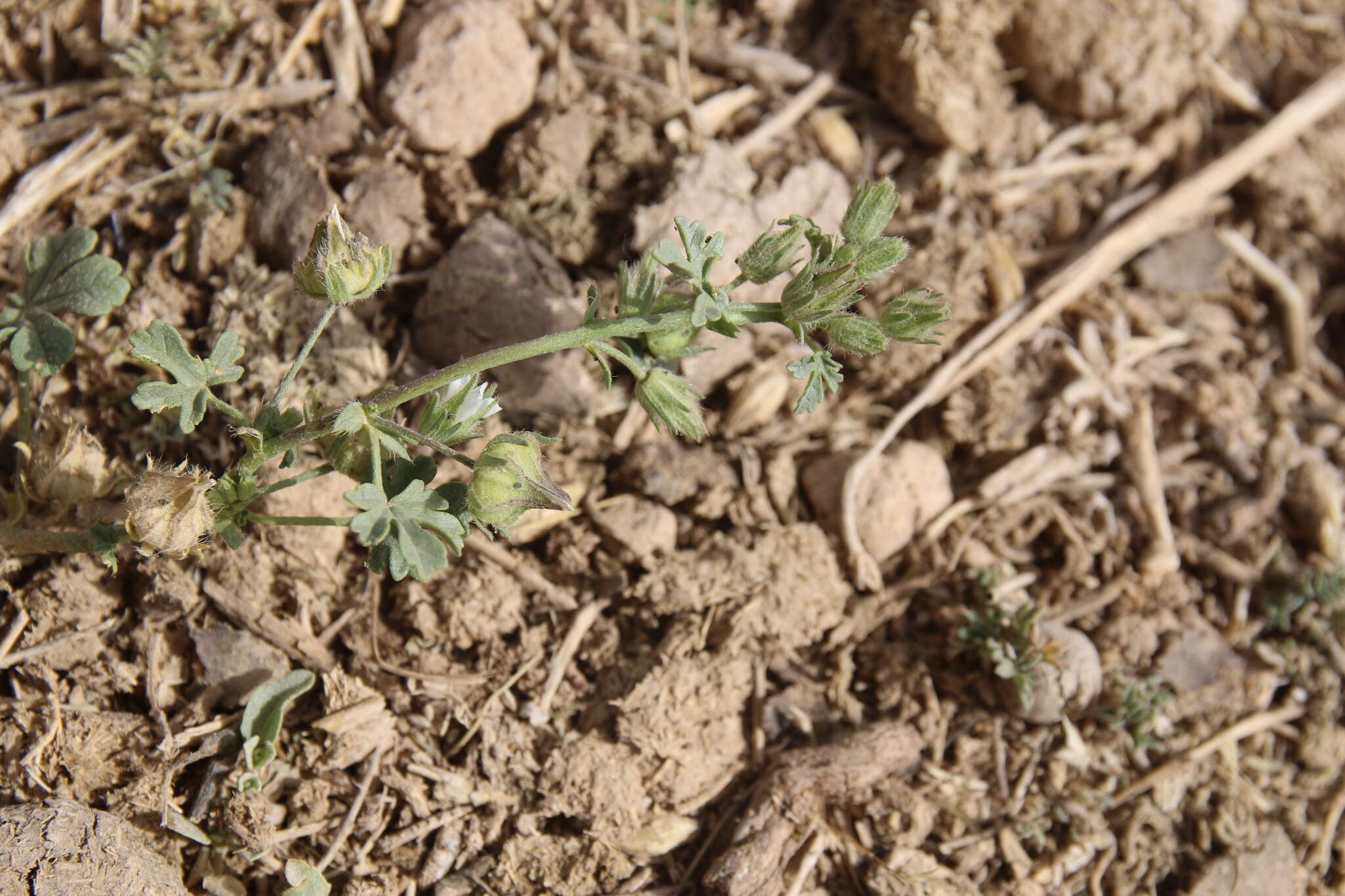 Imagem de Malva ludwigii (L.) Soldano, Banfi & Galasso