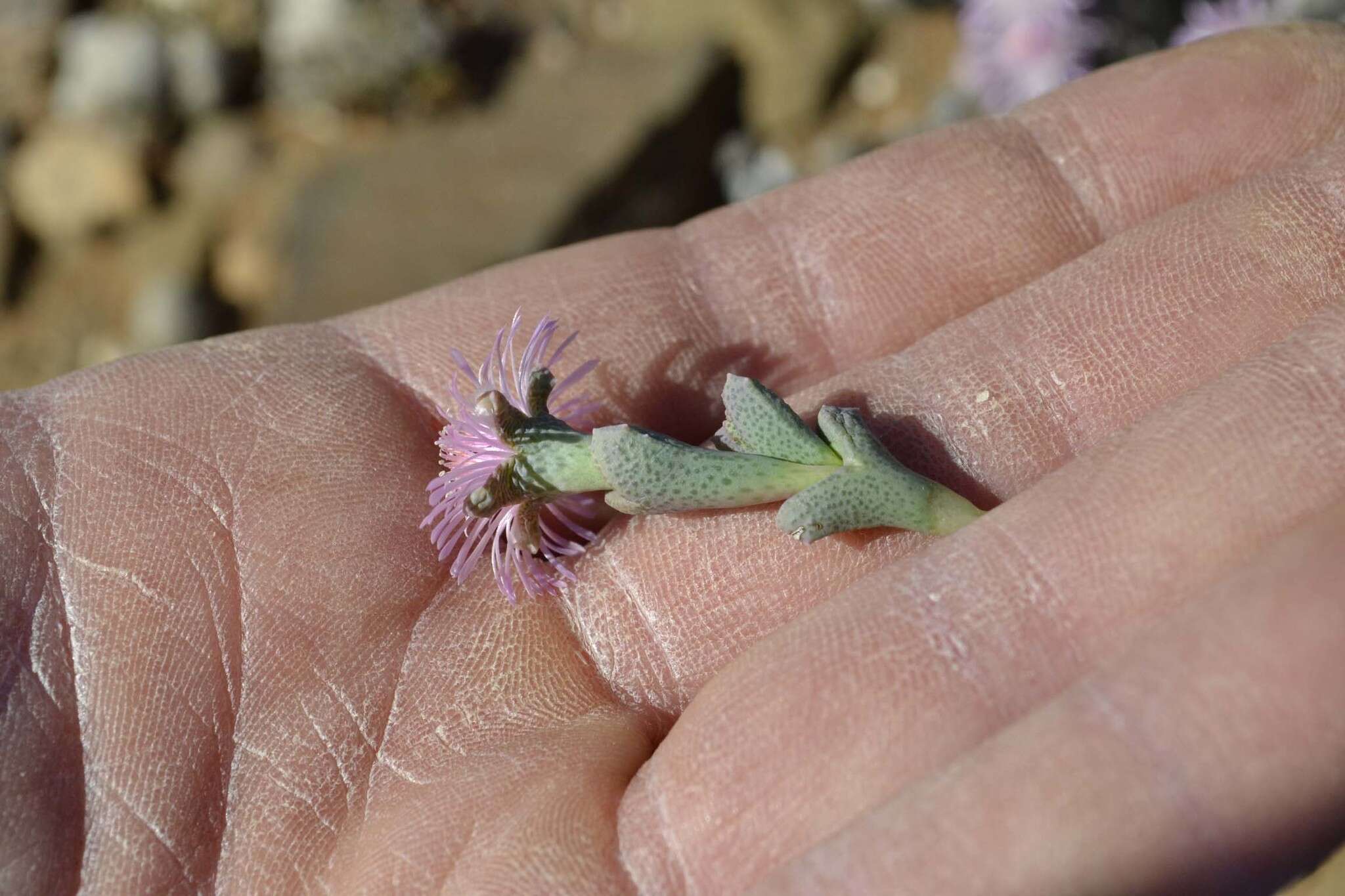 Слика од Ruschia grisea (L. Bol.) Schwant.