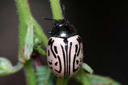 Image of Calligrapha (Calligrapha) dislocata (Rogers 1856)